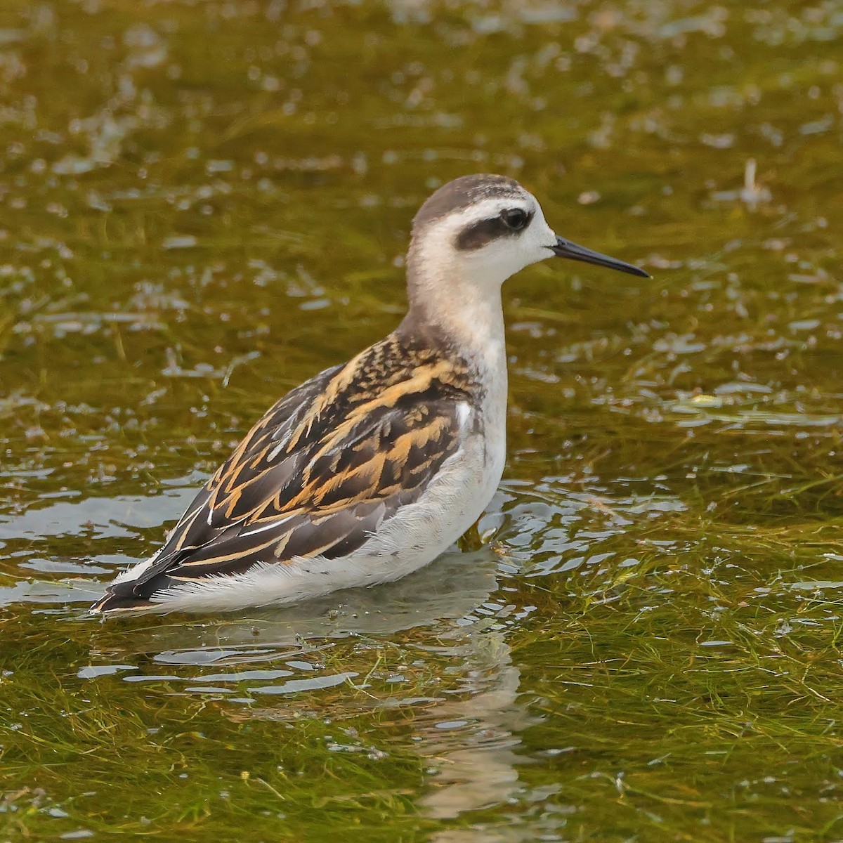 Red-necked Phalarope - Keith Leland