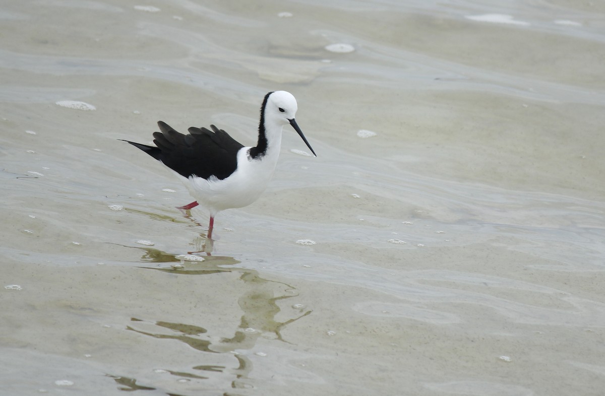 Pied Stilt - ML36702611