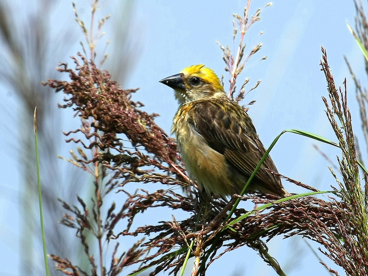 Baya Weaver - Debashis Chowdhury