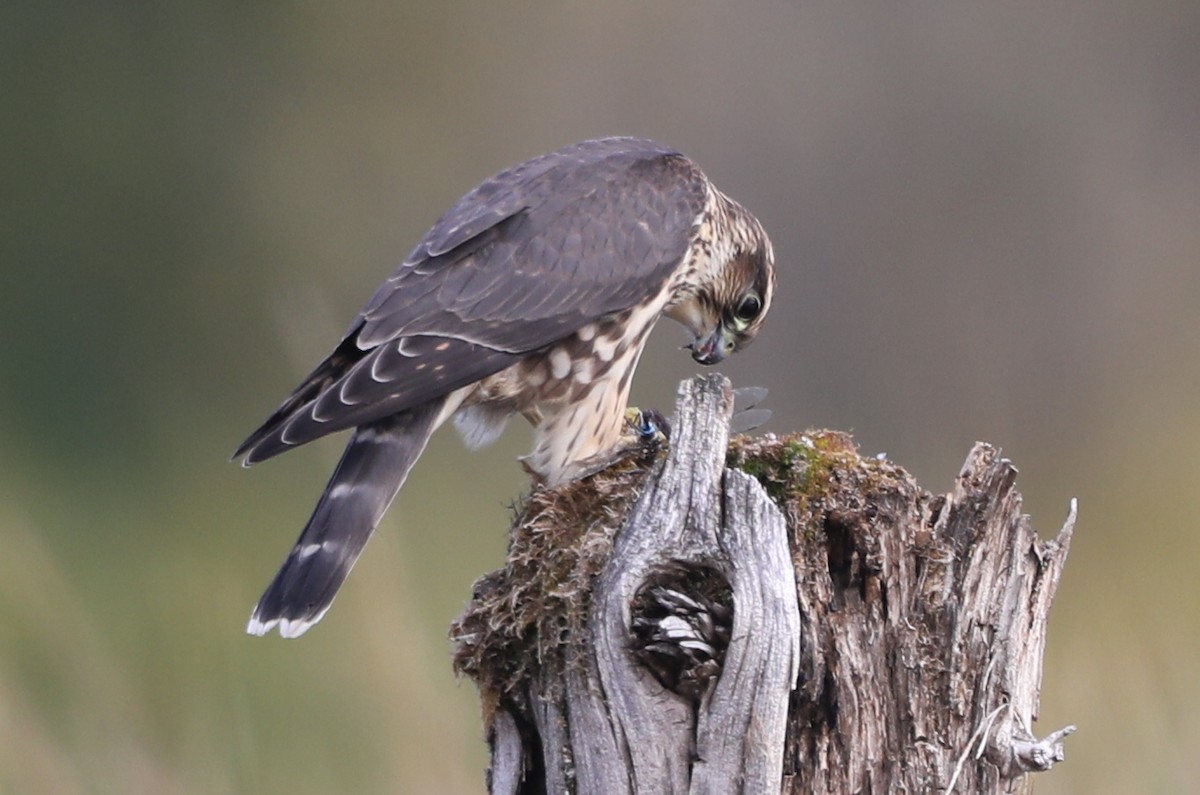 Merlin - Walter Thorne