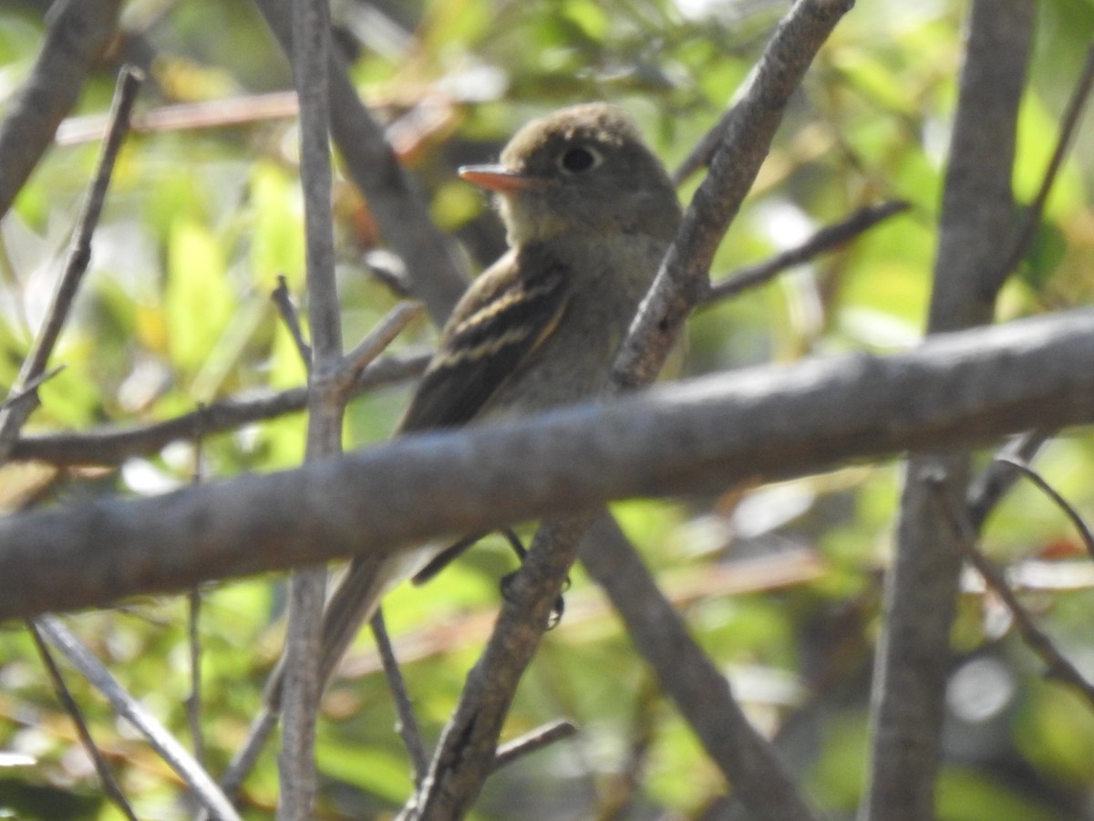 Western Flycatcher (Pacific-slope) - ML367027591