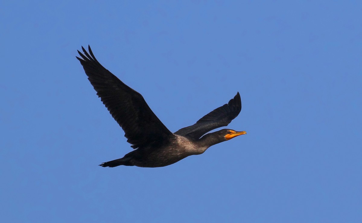 Double-crested Cormorant - ML36702801