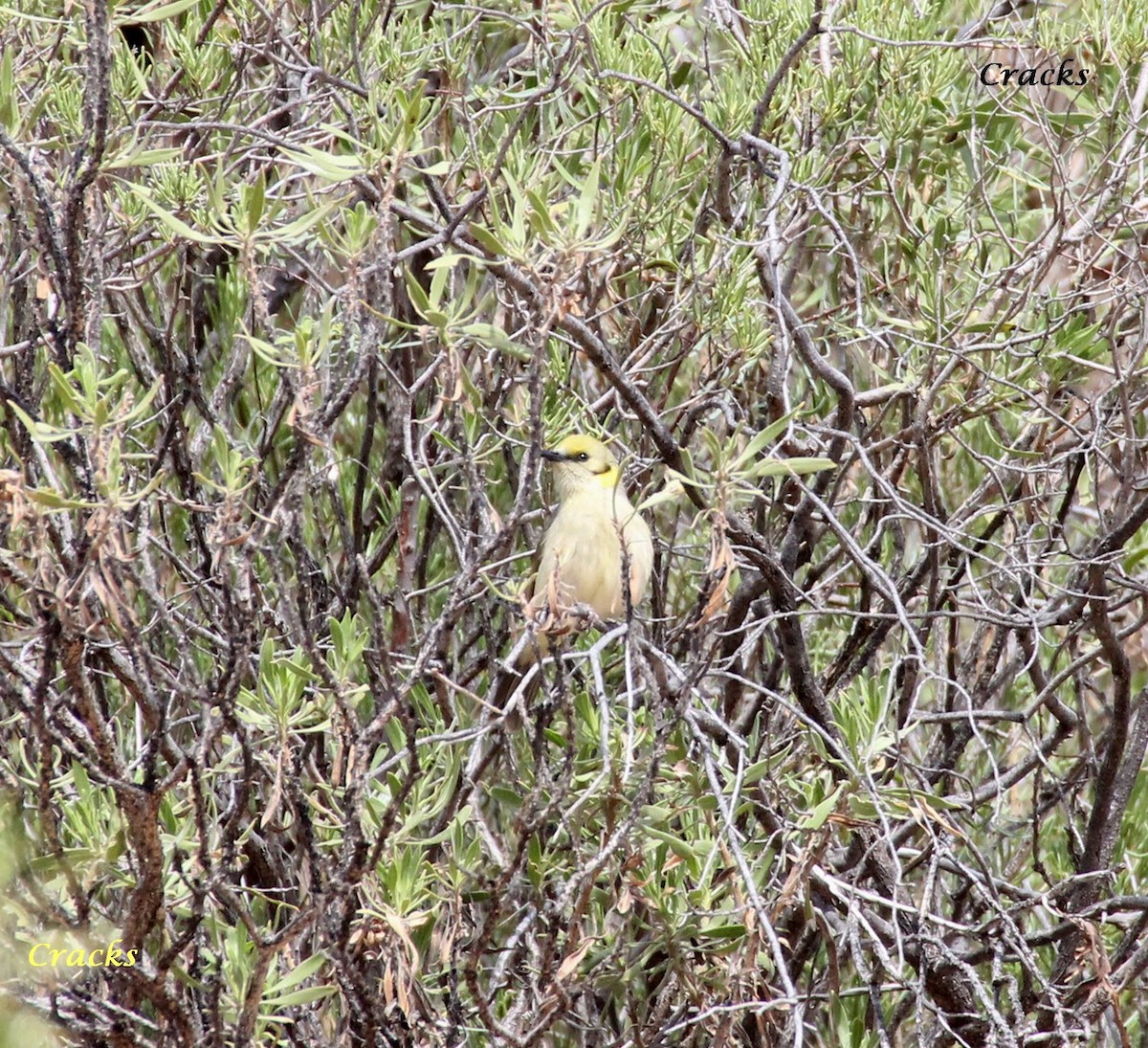 Gray-fronted Honeyeater - ML367028221