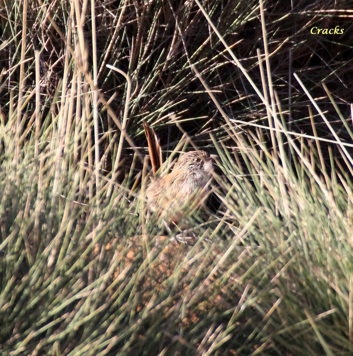 Short-tailed Grasswren - ML367028331