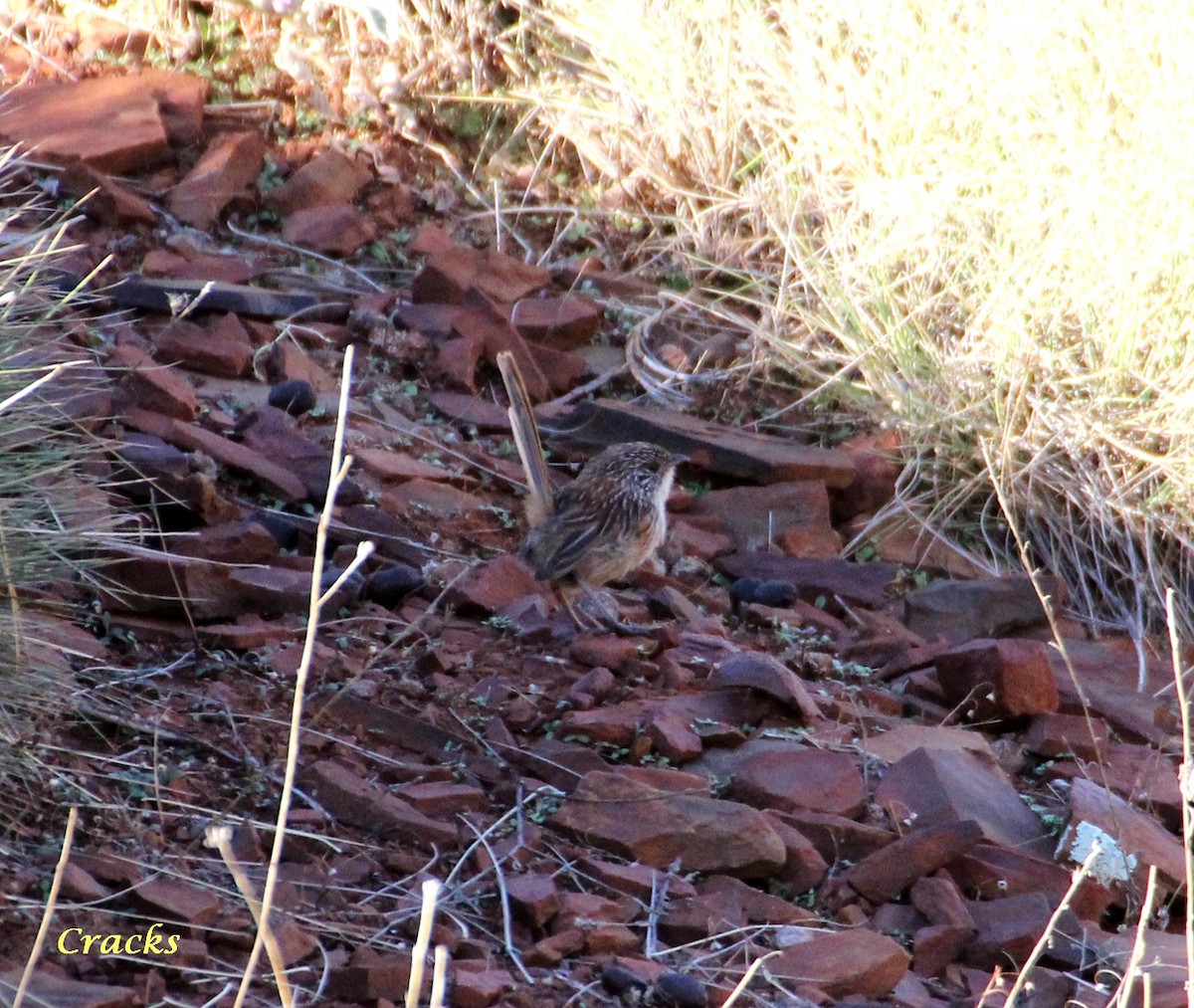 Short-tailed Grasswren - ML367028361