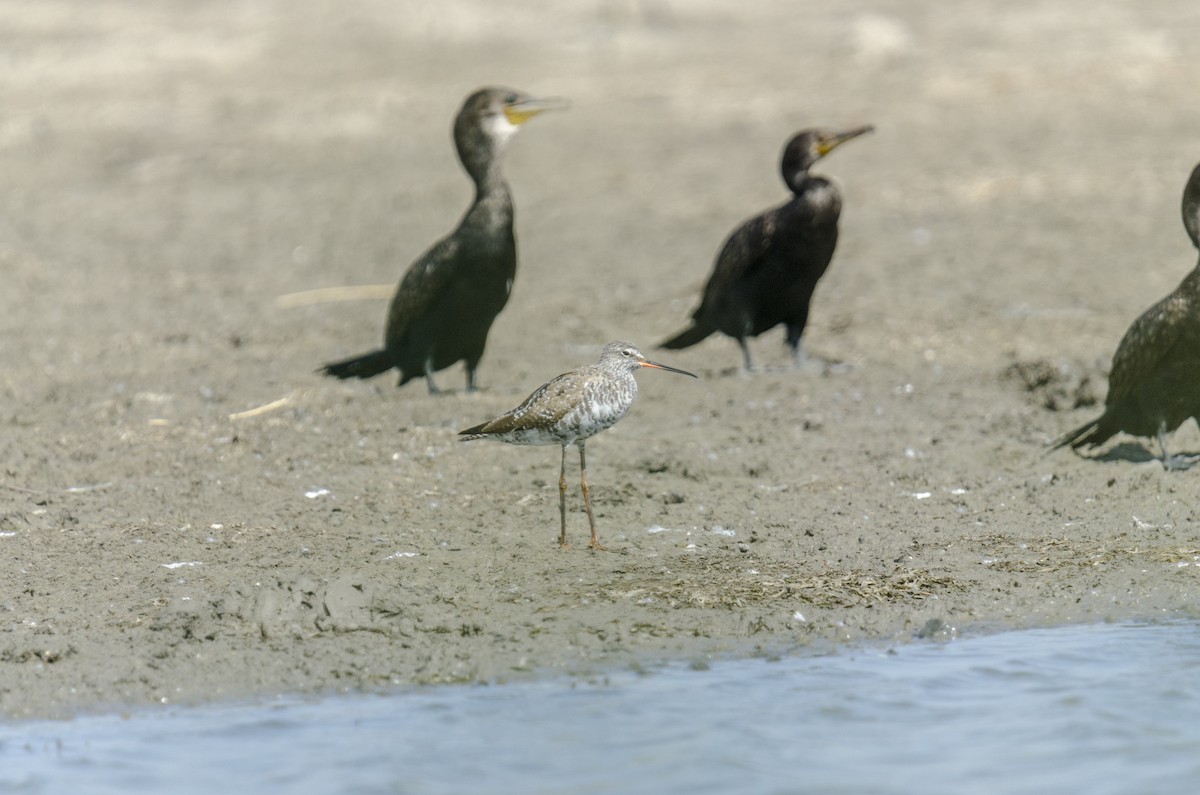 Cormorán Grande - ML367029051