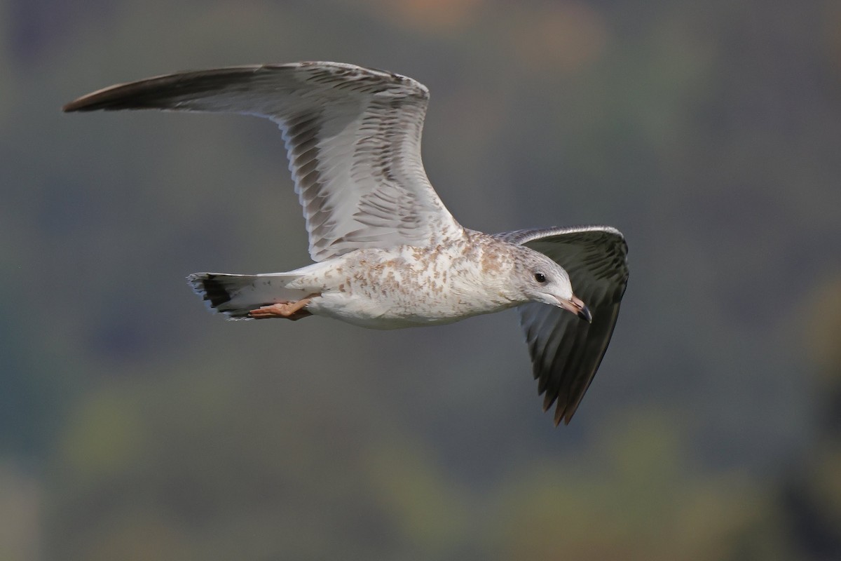 Ring-billed Gull - Keith Leland