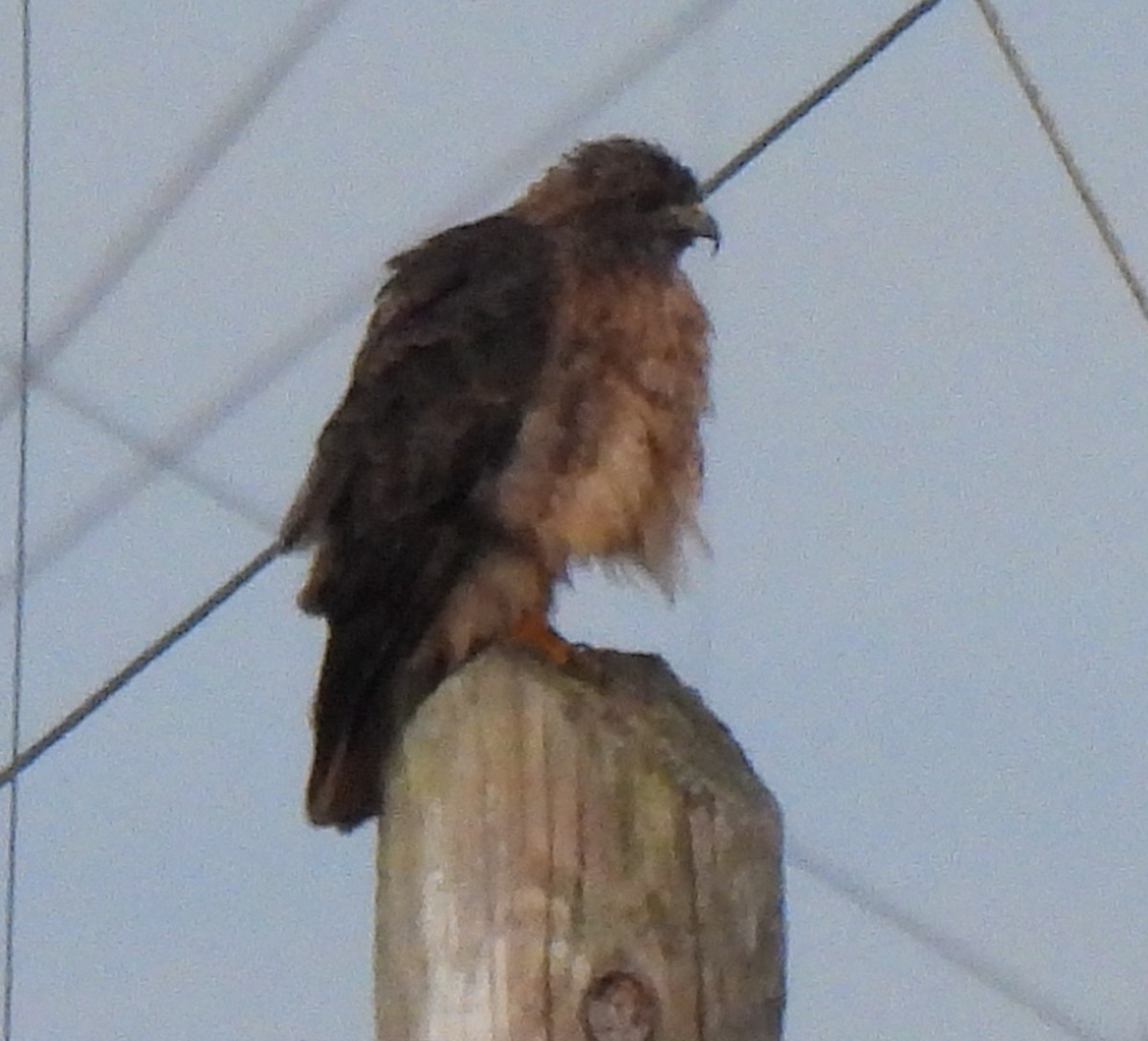 Red-tailed Hawk - Lorrie Joron