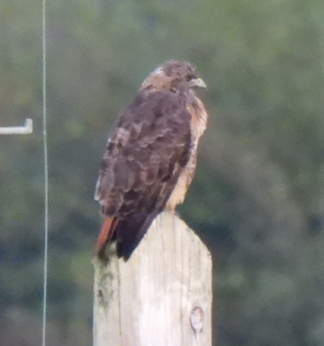 Red-tailed Hawk - Lorrie Joron