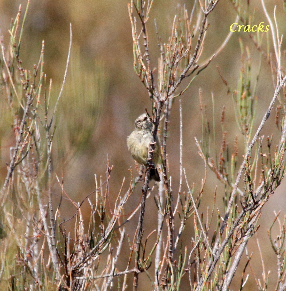 Slender-billed Thornbill - Matt McCrae