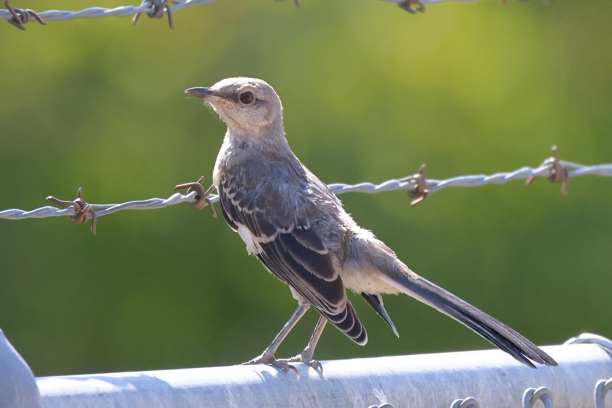 Northern Mockingbird - ML367034111