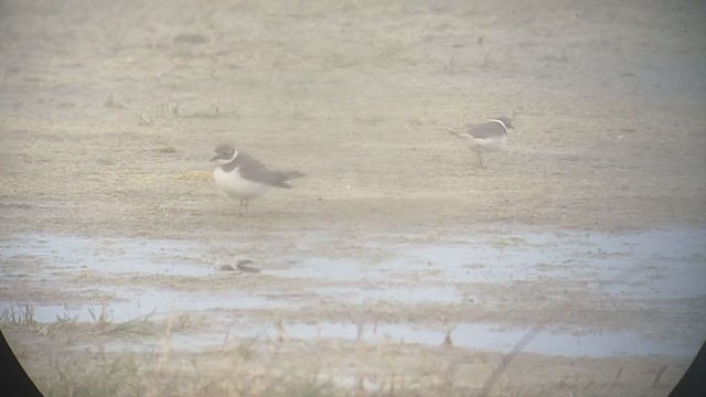 Common Ringed Plover - ML367034801