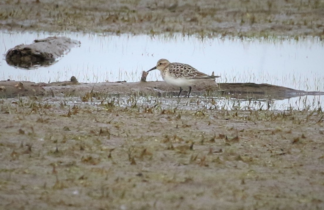 Baird's Sandpiper - ML367034831