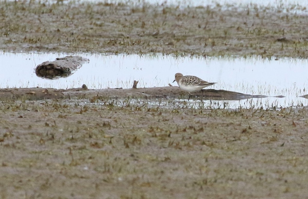 Baird's Sandpiper - ML367034841