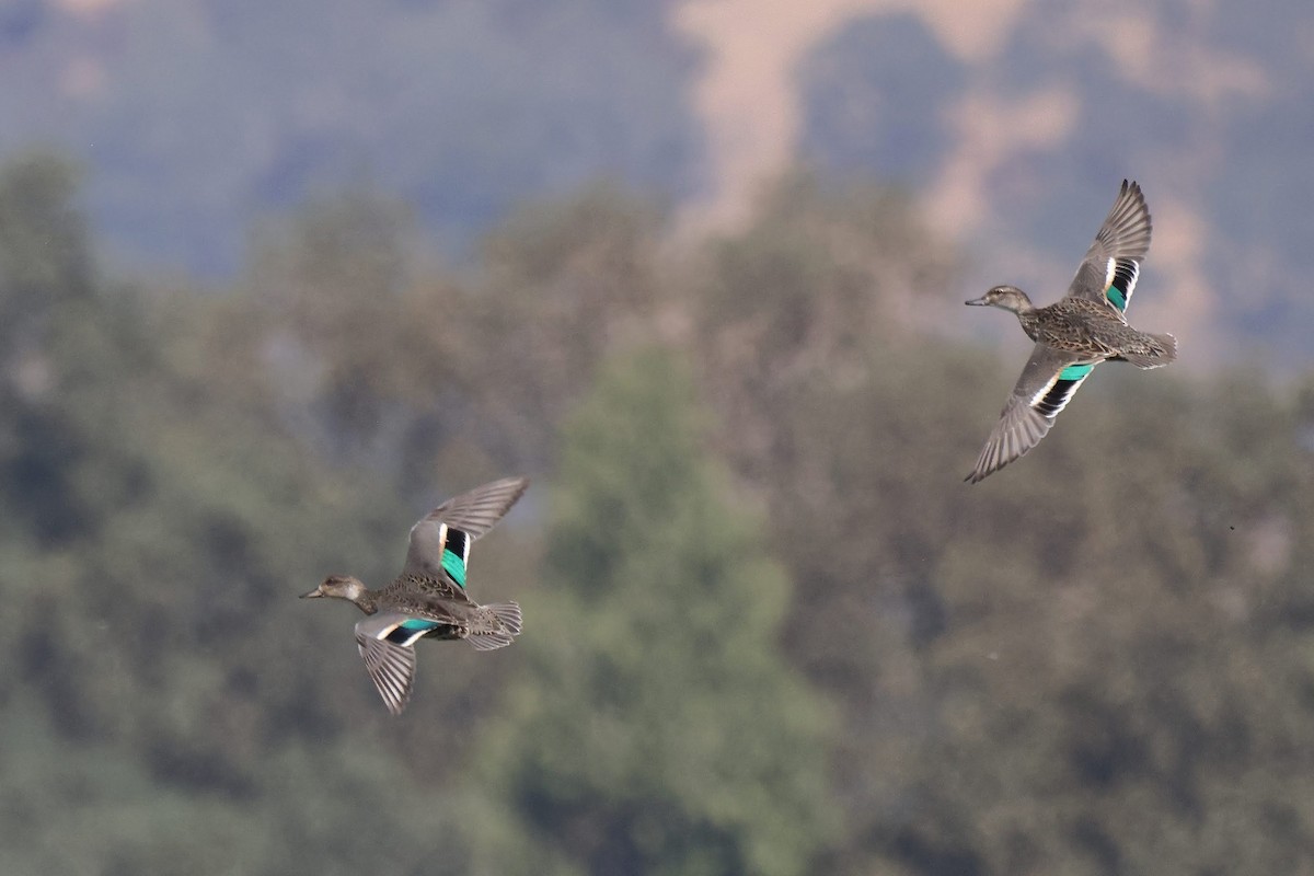 Green-winged Teal - ML367035491
