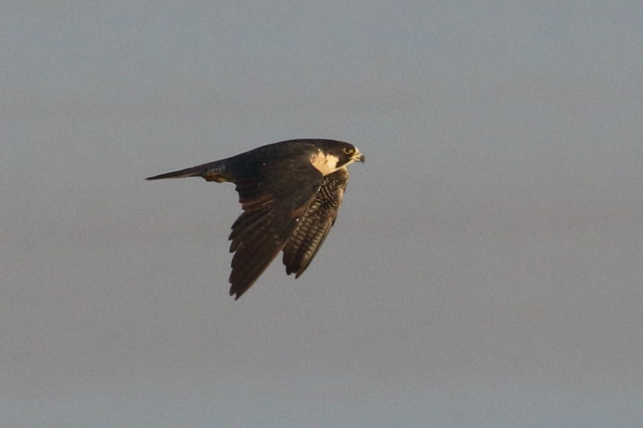 Peregrine Falcon - ML367035651