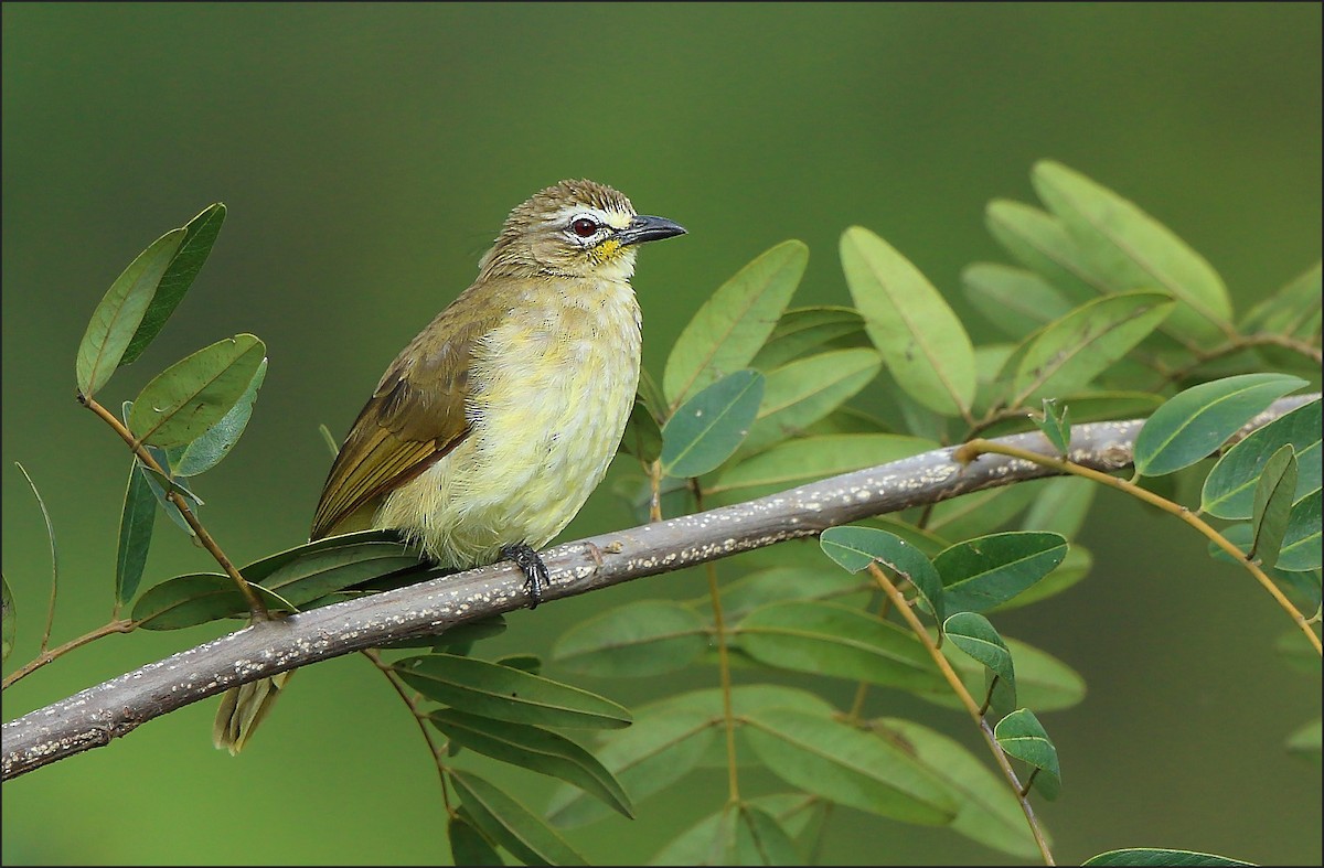 White-browed Bulbul - Albin Jacob