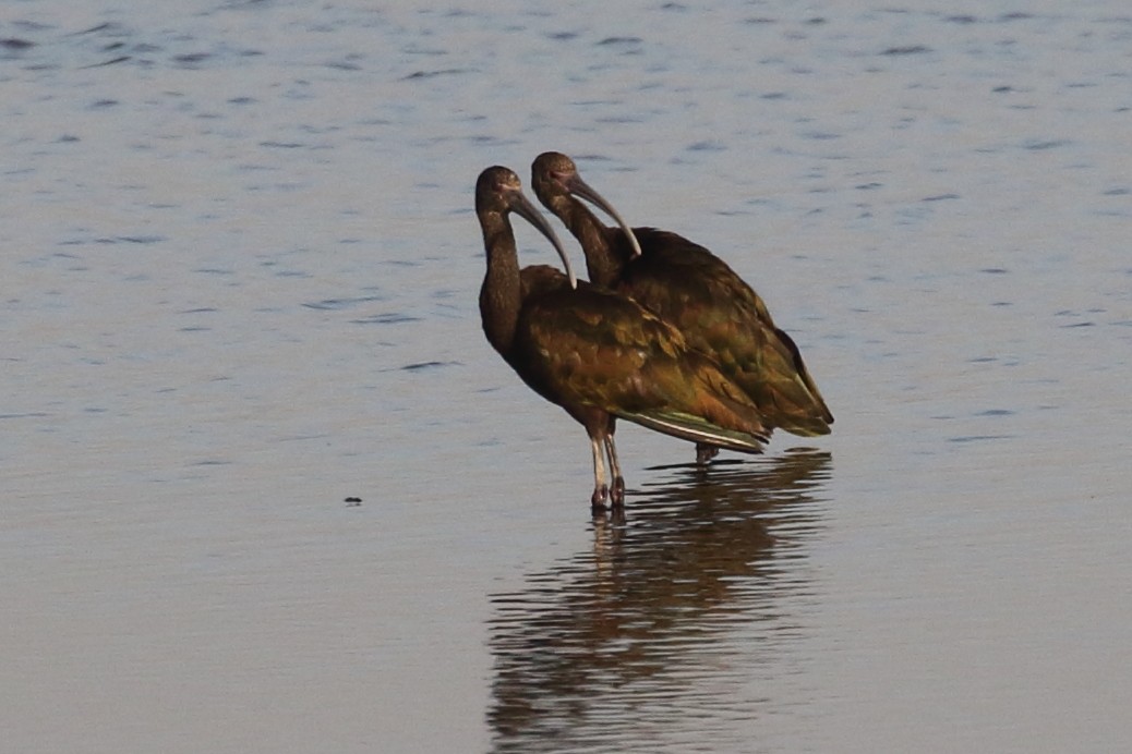 White-faced Ibis - ML367035771