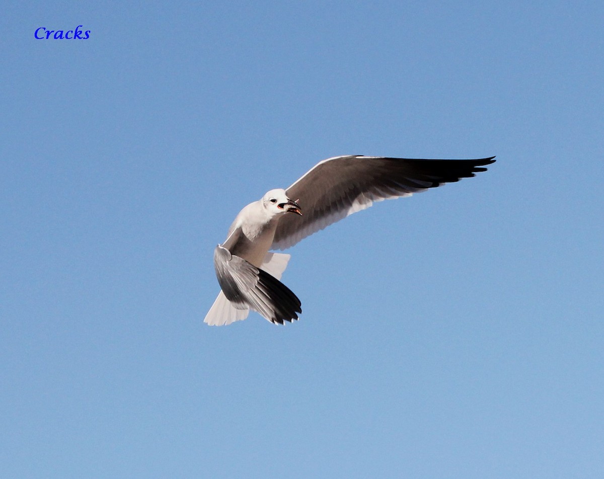 Laughing Gull - ML367037281