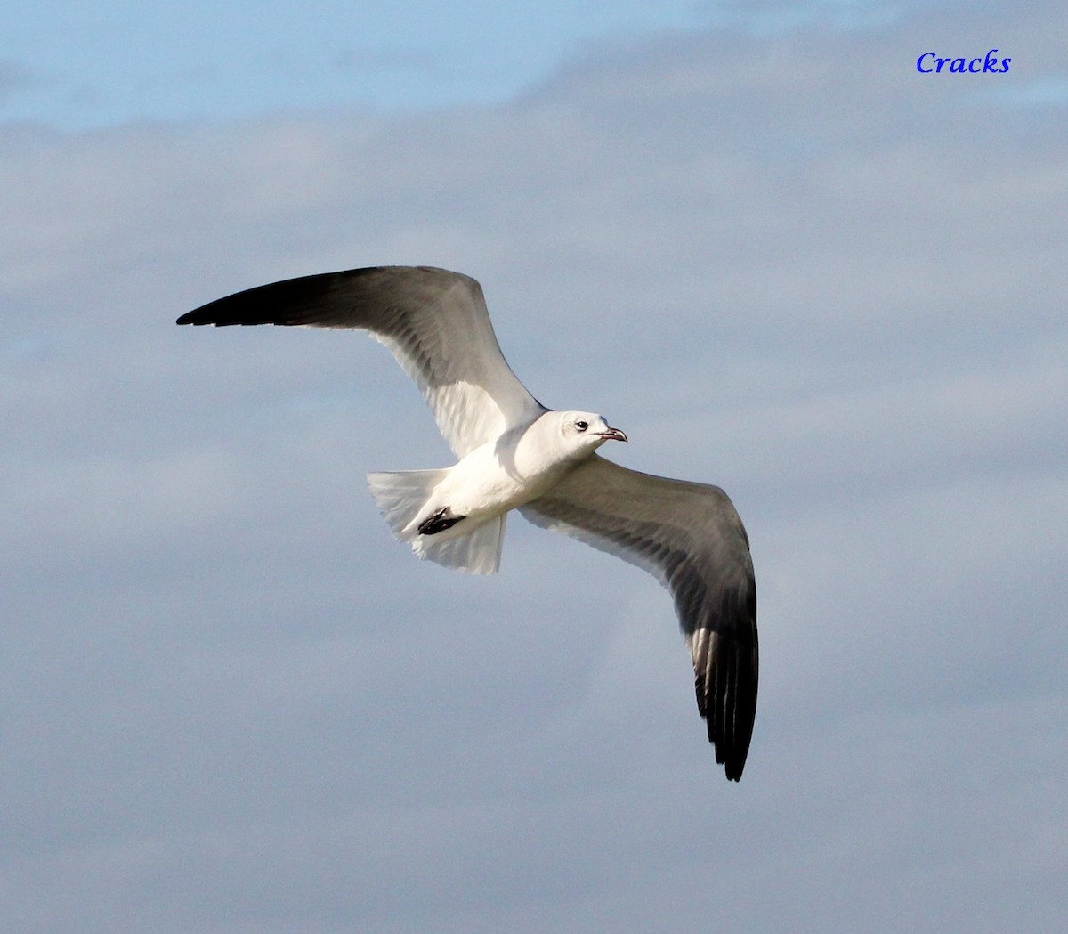 Laughing Gull - Matt McCrae