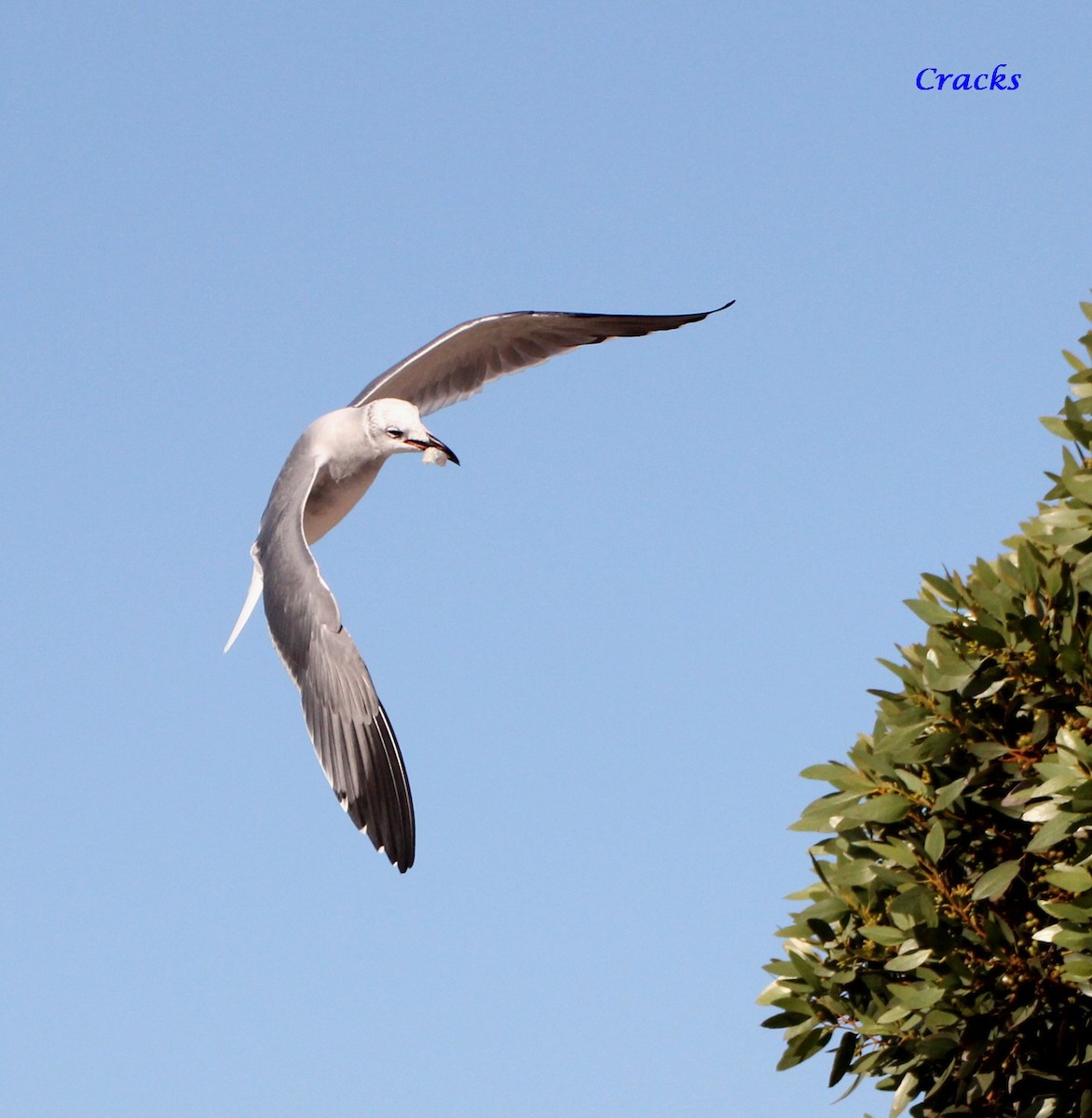 Laughing Gull - Matt McCrae