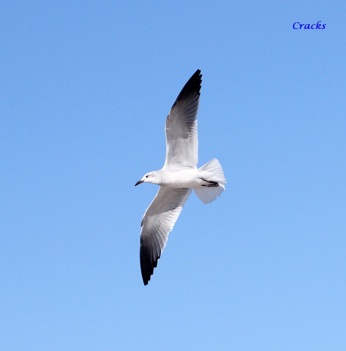 Laughing Gull - ML367037331