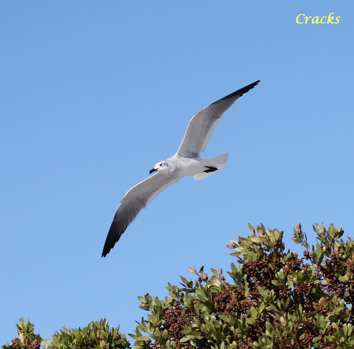 Laughing Gull - ML367037341