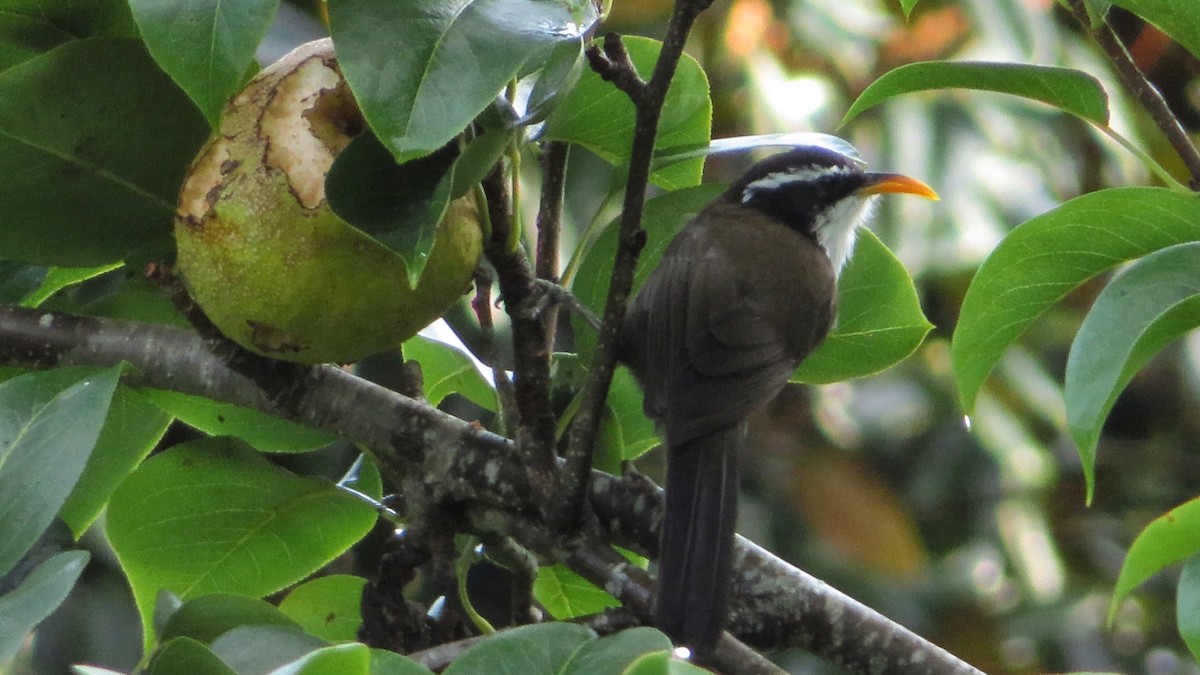 Indian Scimitar-Babbler - ML367037521