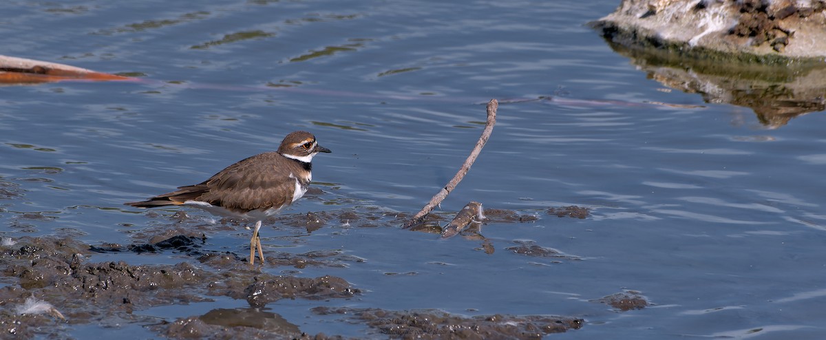 Killdeer - ML367037621