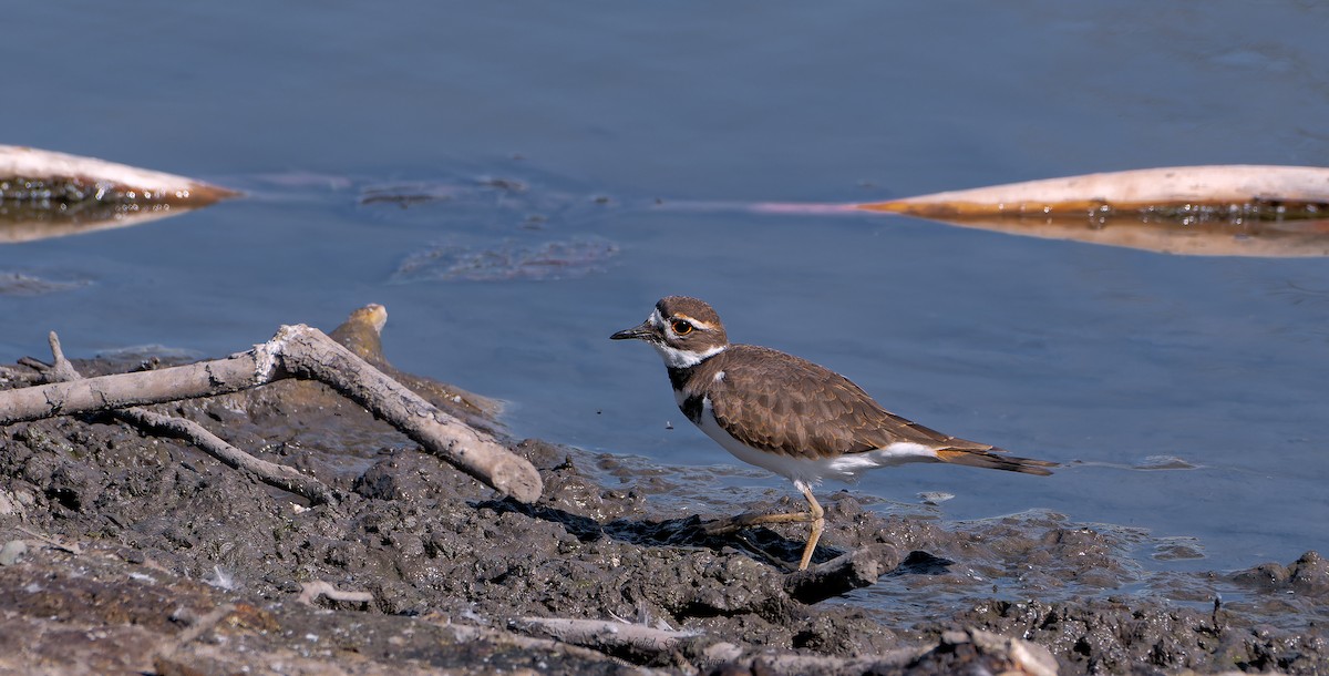 Killdeer - ML367037631