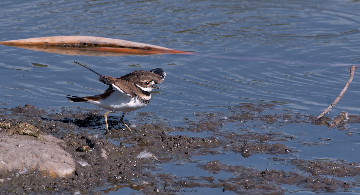 Killdeer - ML367037651