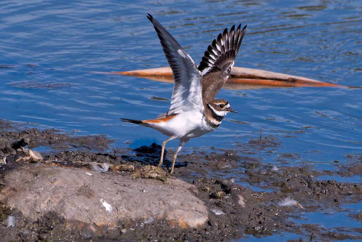 Killdeer - ML367037671