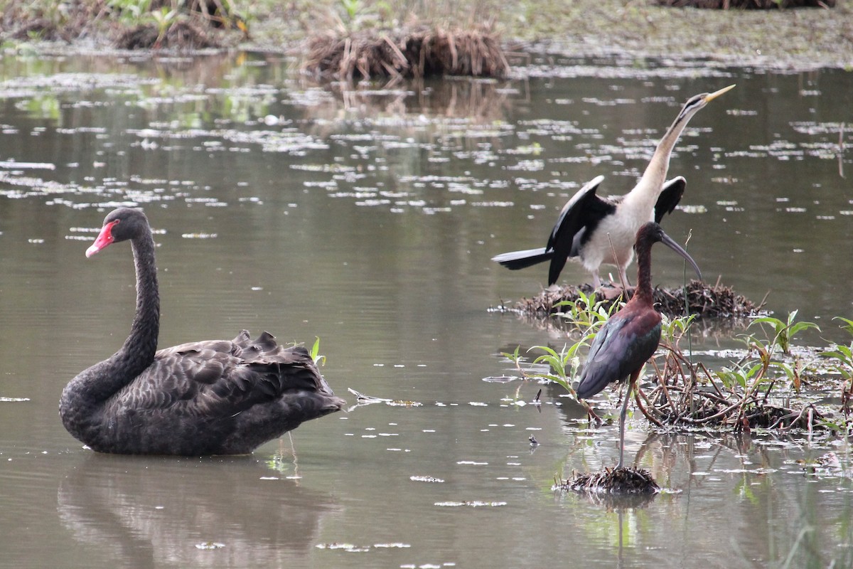 Гялаан билүүс - ML367038561