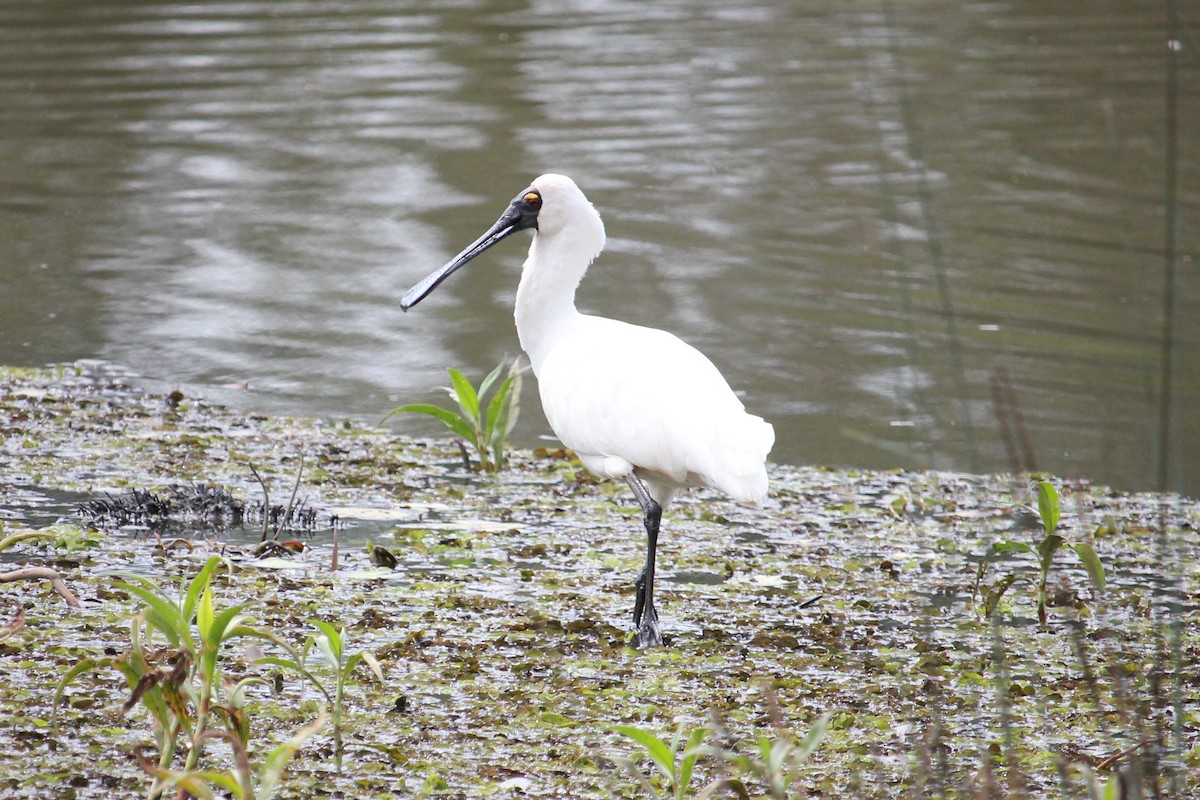 Royal Spoonbill - ML367038711