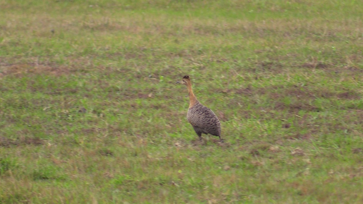 Red-winged Tinamou - ML367038831