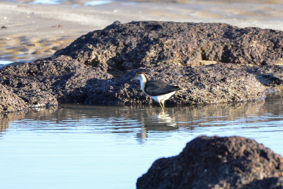 Comb-crested Jacana - ML367038851