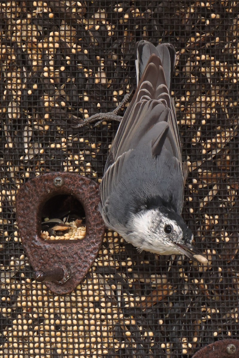 White-breasted Nuthatch - ML367038861