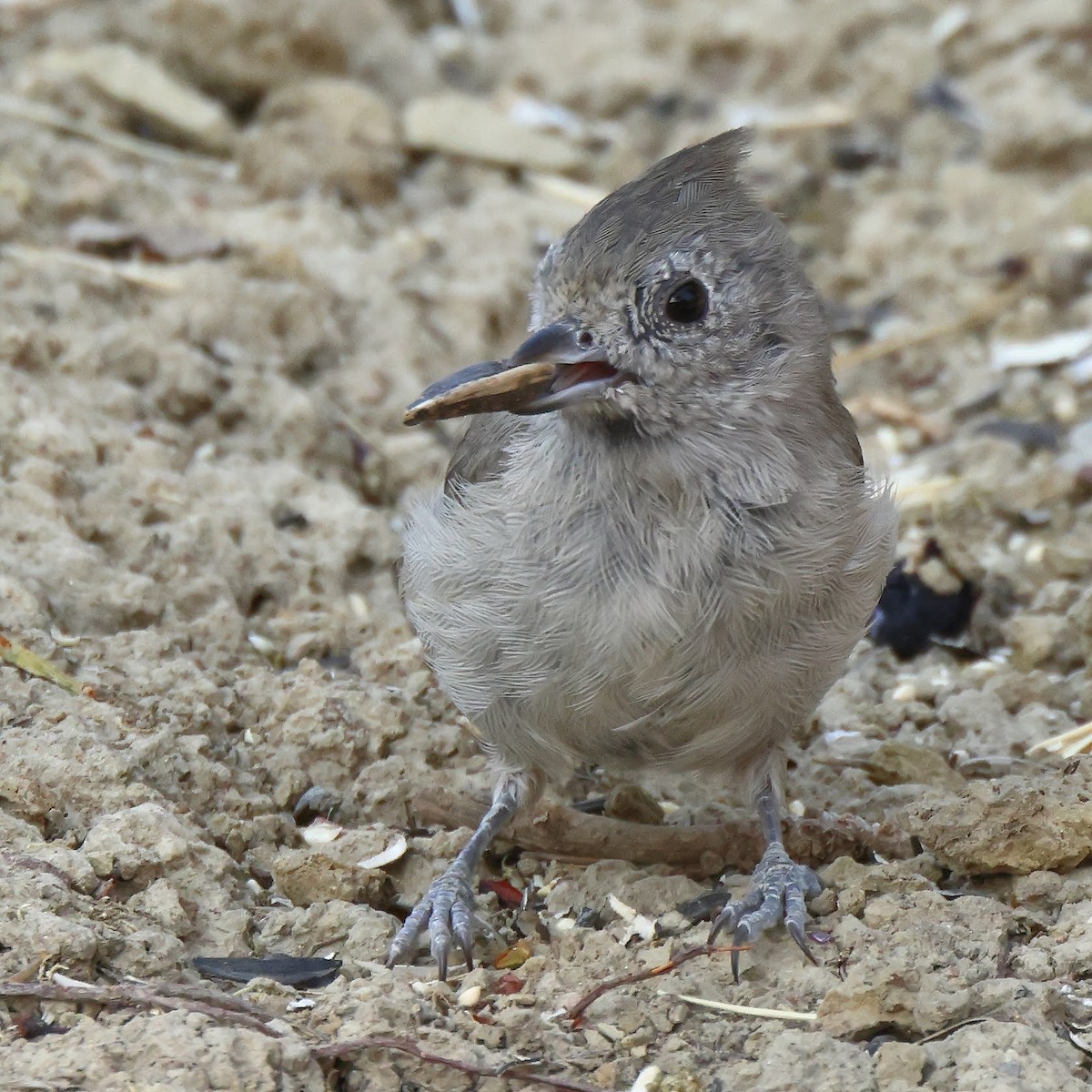 Oak Titmouse - ML367038881