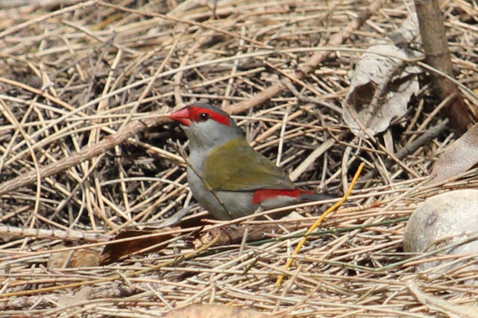 Red-browed Firetail - ML367038951