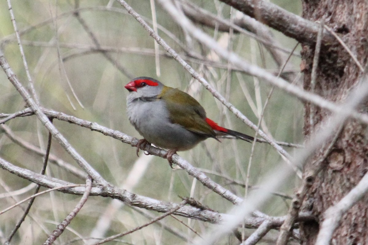 Red-browed Firetail - ML367038961