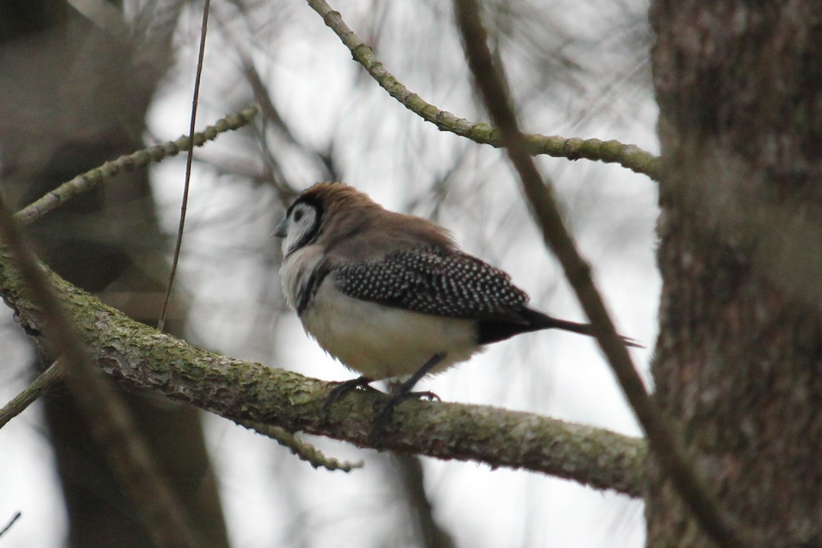Double-barred Finch - ML367039051