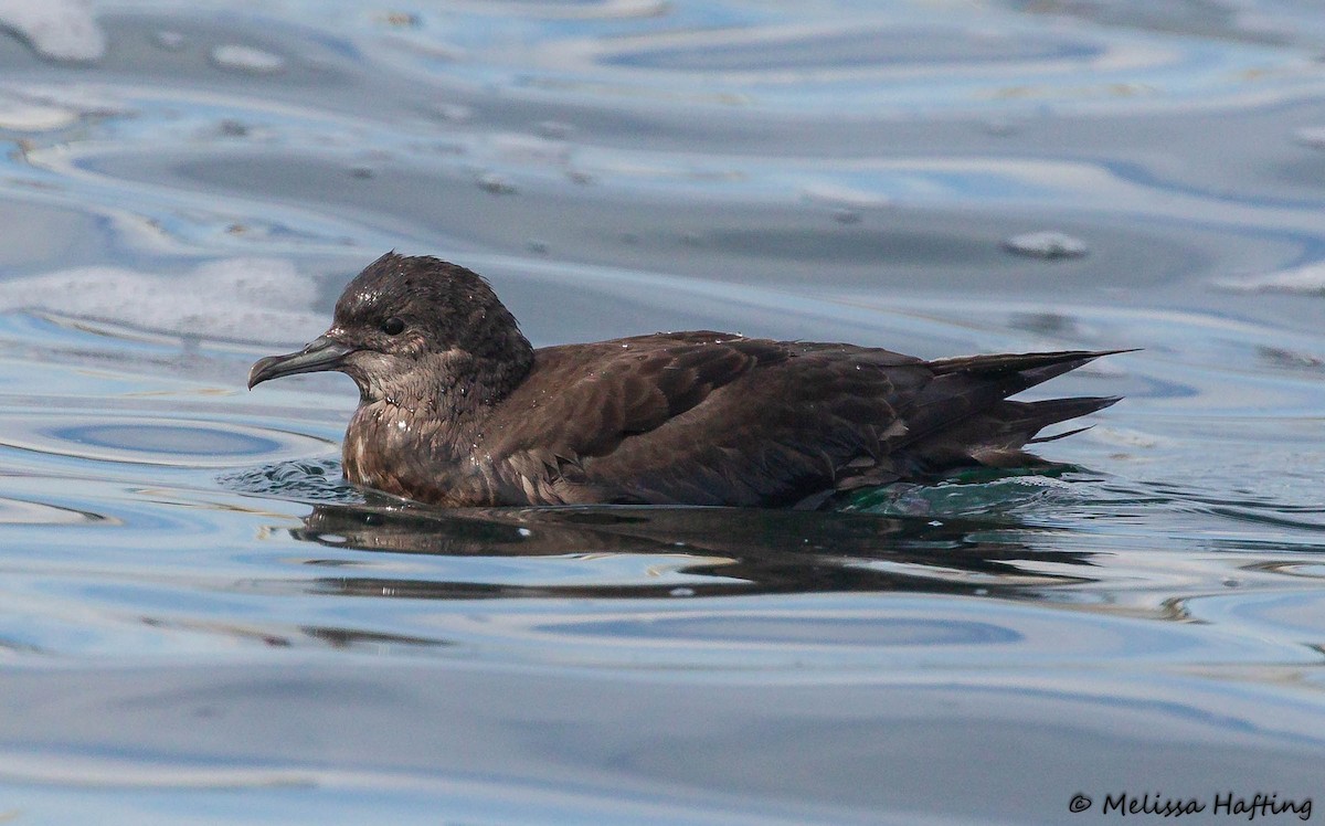 Short-tailed Shearwater - Melissa Hafting