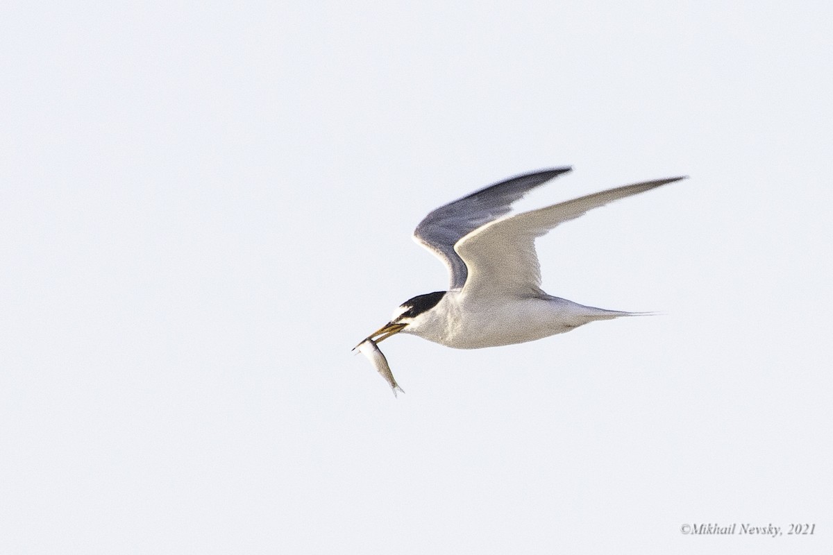 Little Tern - ML367042861