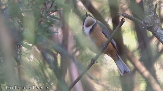 Eastern Spinebill - ML367043531