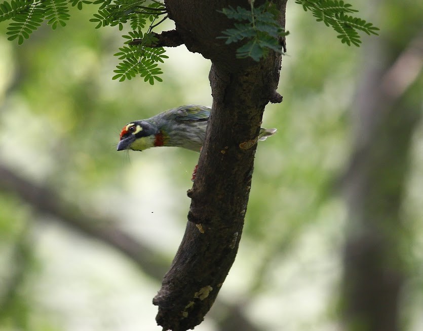 Coppersmith Barbet - Ankush Khanna