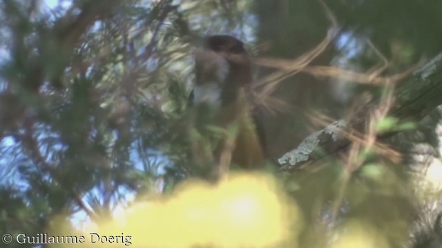 Eastern Spinebill - ML367044011