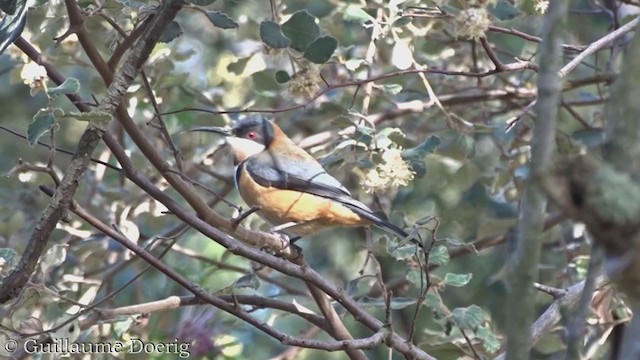 Eastern Spinebill - ML367044991