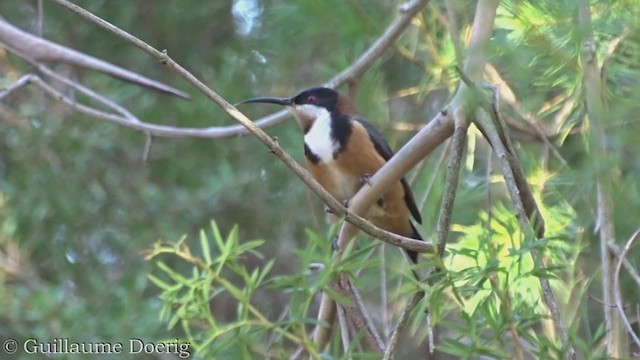 Eastern Spinebill - ML367045351