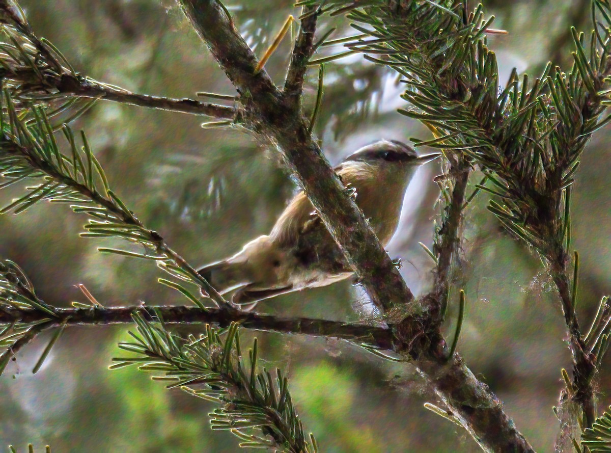 Red-breasted Nuthatch - ML367045551