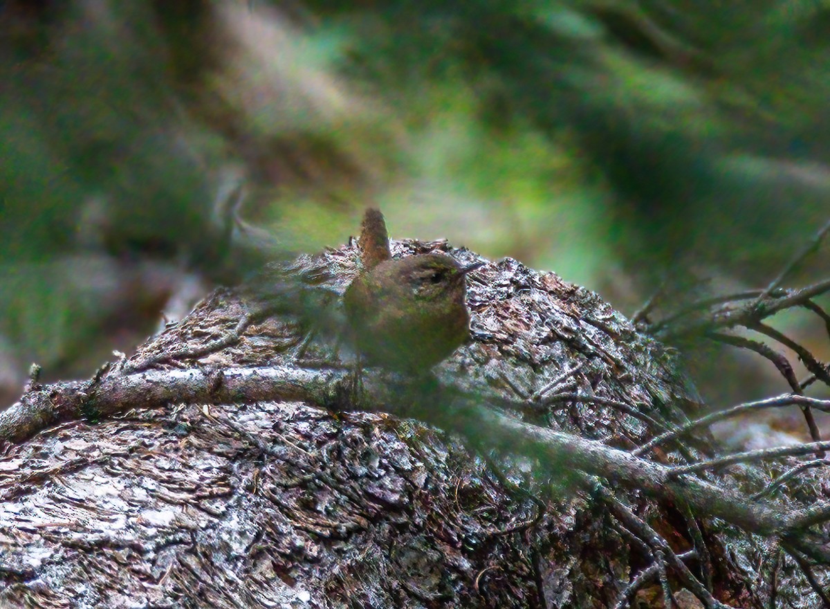 Pacific Wren - ML367045601